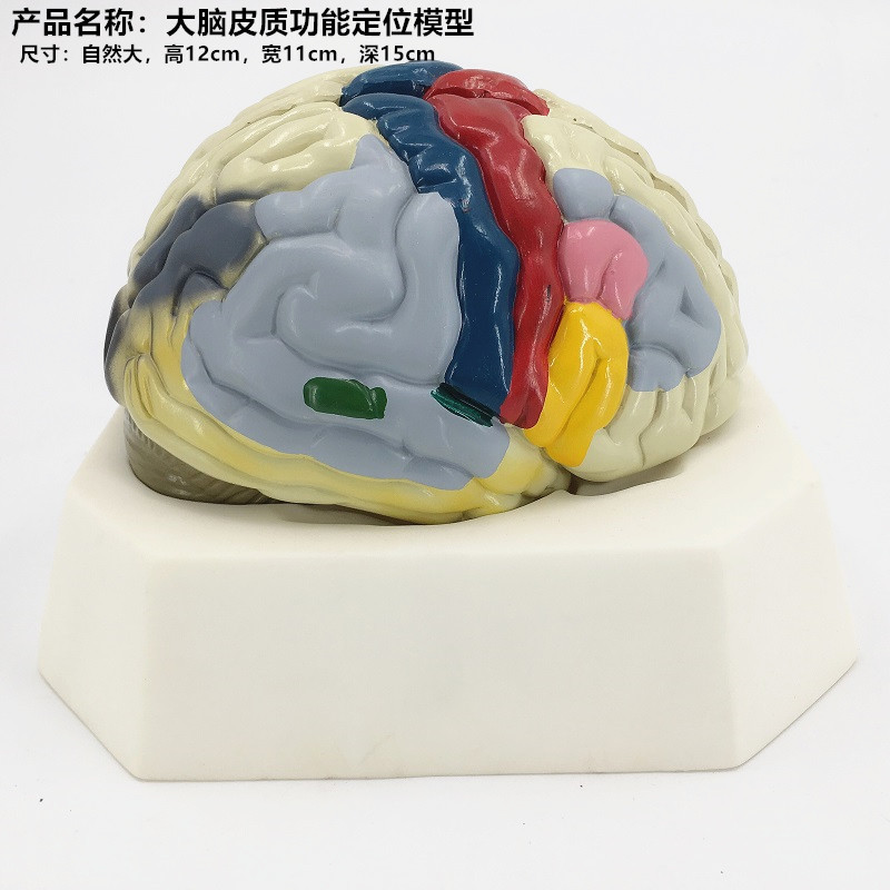 Cerebral cortex localization model