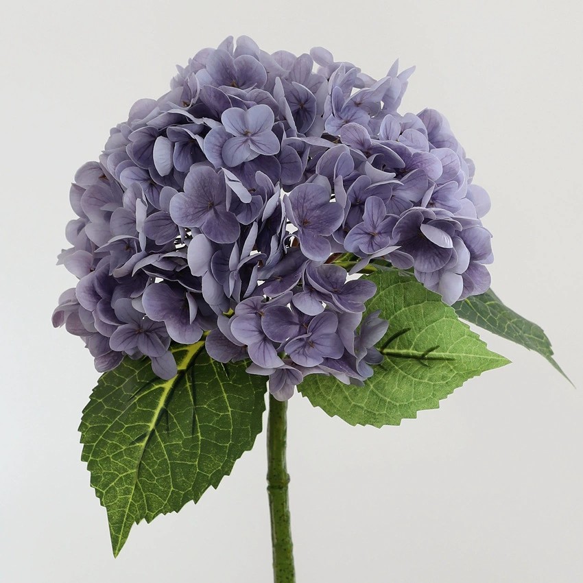 Violet foncé