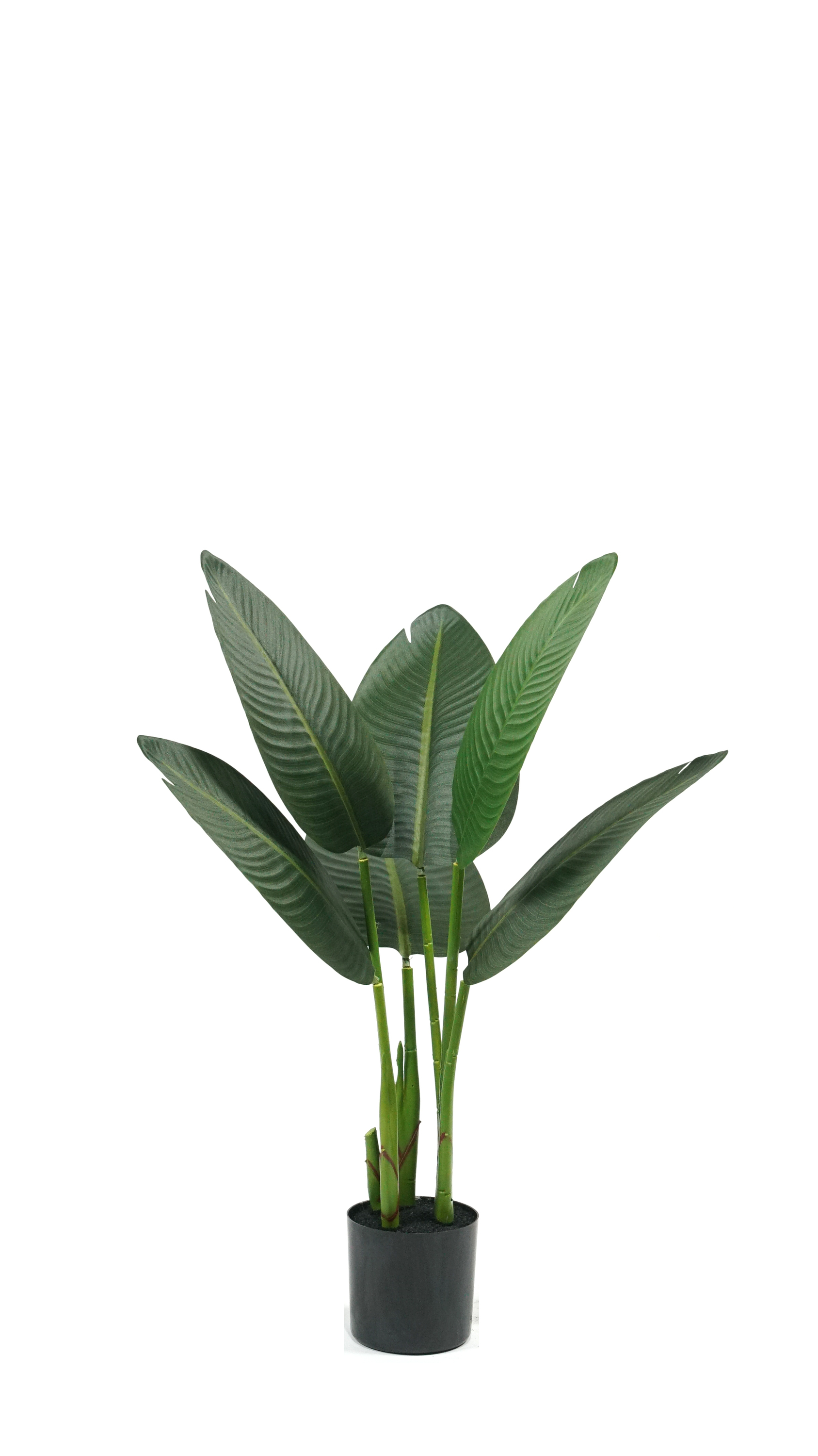 Banane voyageuse 80 cm