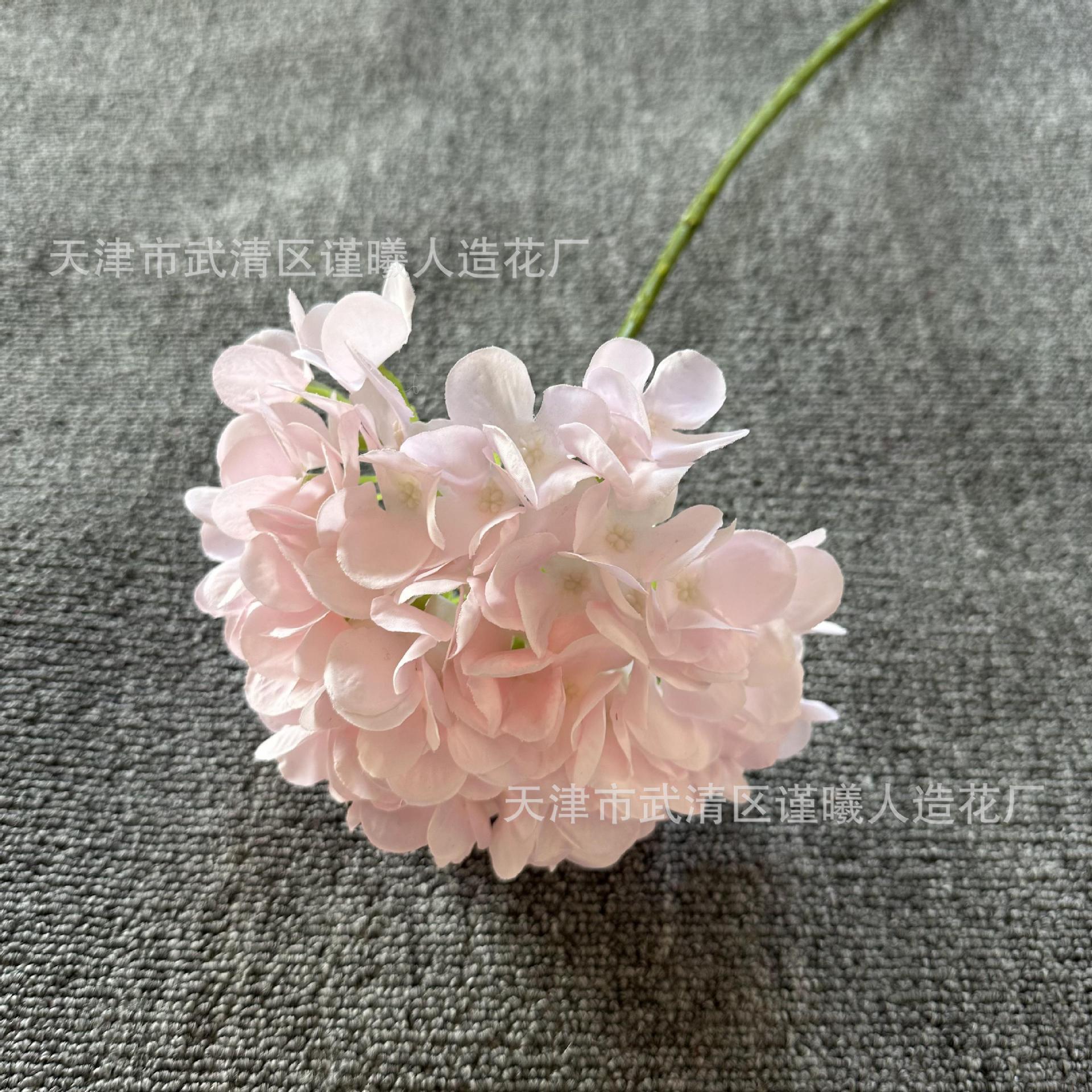 Single French hydrangea 2 - Pink