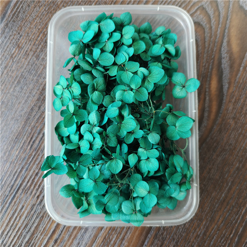Boîte d'hortensia lobulaire anna à succion couleur bleu-5g
