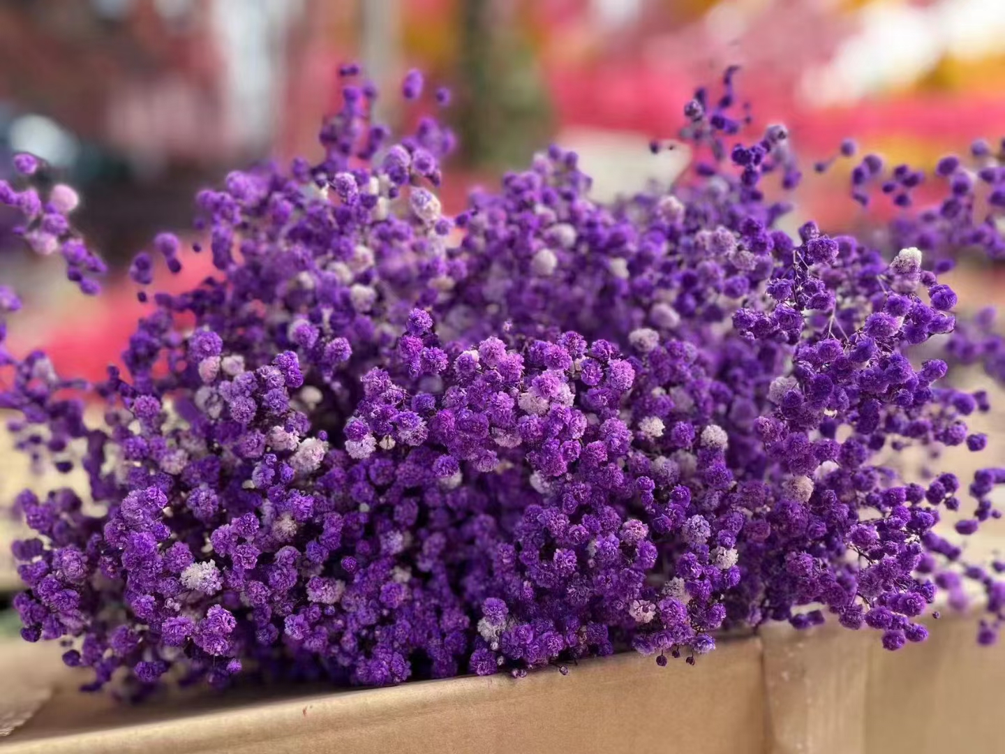 Viola