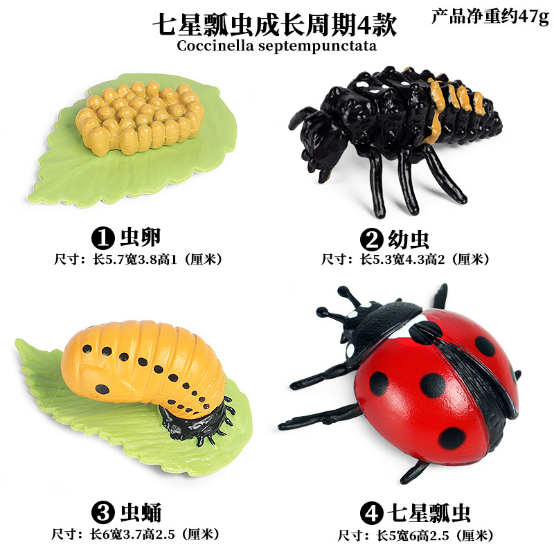 Ensemble de cycle de vie de coccinelle à sept points, 4 pièces