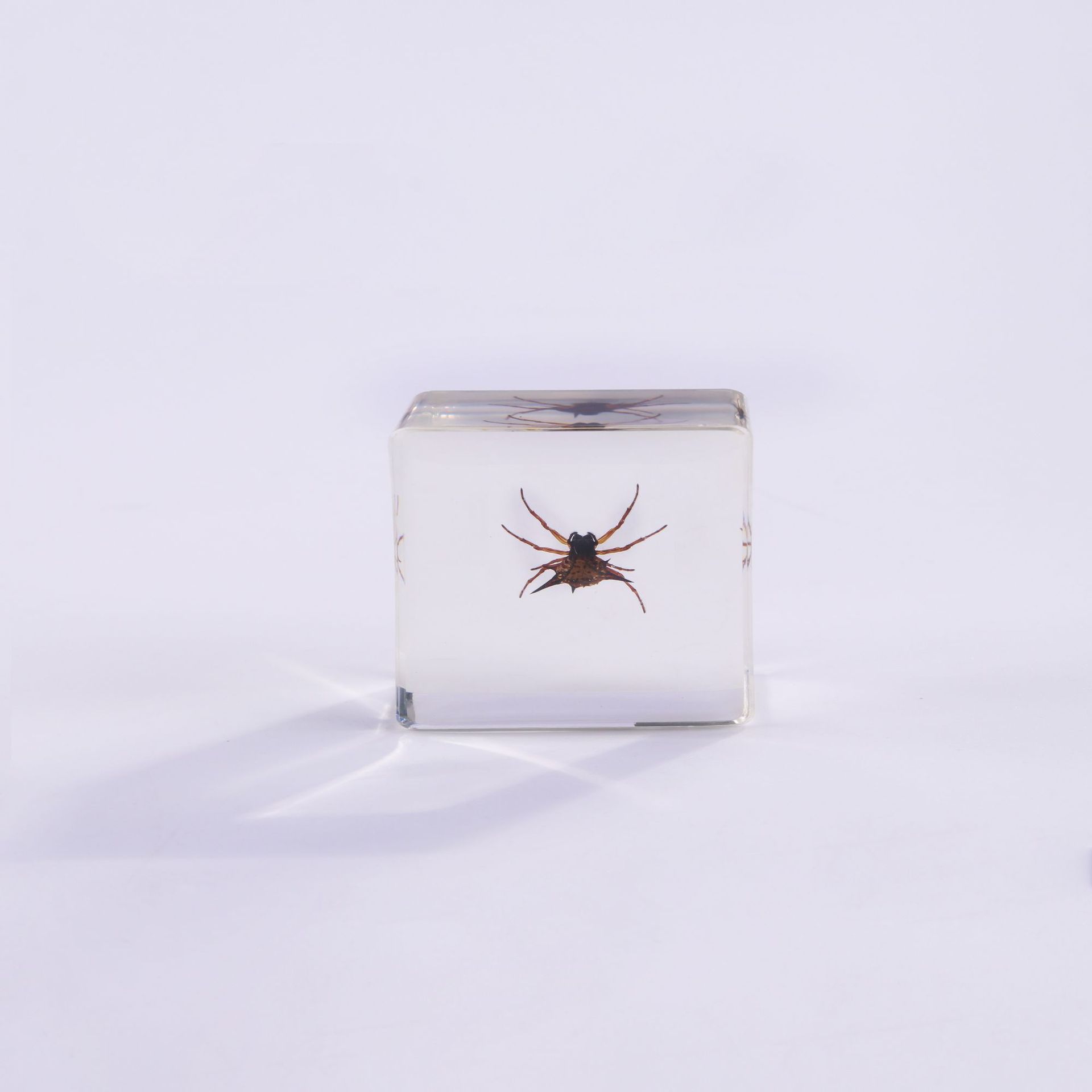 Araignée à cornes