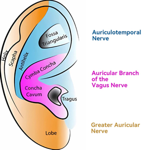 Dispositivo TVNS per il Nervo Vago con Clip Auricolare, 3 Modalità, Ricaricabile, Strumento Tascabile per il Sollievo dallo Stress e la Gestione dell'Umore - Product Image 3