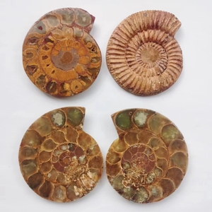 Espécimen fósil de concha de amonita de medio corte, cristales curativos de fósil de Ghana, para regalos - Product Image 4