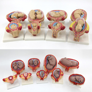 Gelsonlab HSBM-281 8 ขั้นตอนทารกในครรภ์การพัฒนาชุด Embryonic การพัฒนาชุดทารกในครรภ์การพัฒนาชุด - Product Image 5
