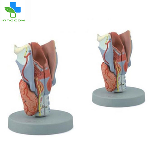 Medical Science <strong>Larynx</strong> Model 5 Parts PVC <strong>Larynx</strong> Anatomical Model Human Magnified <strong>Larynx</strong> Anatomy Model - Product Image 3