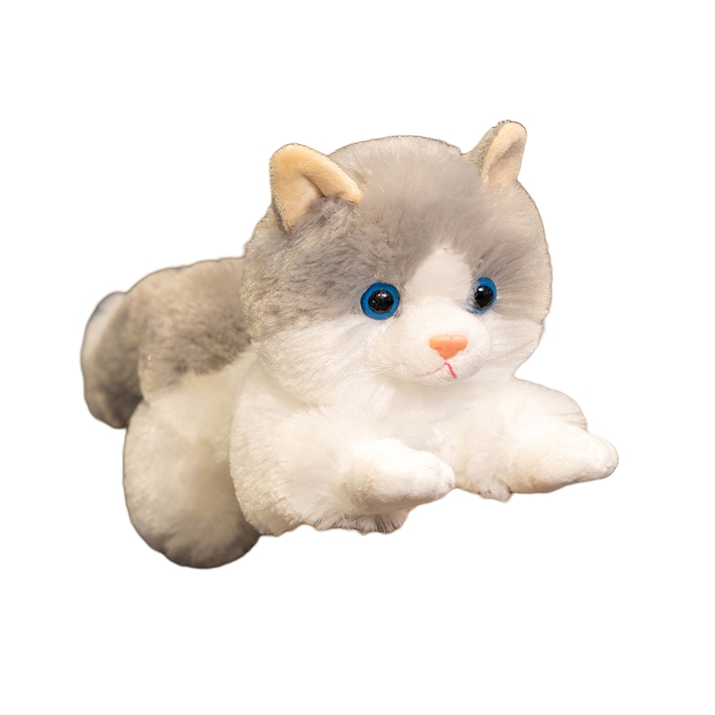 Chat bleu et blanc