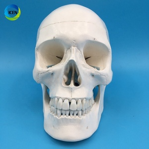 IN-M3 <strong>Human</strong> Skull Model <strong>3</strong>-part Anatomical Model With Removable Skull Cranium Articulated Mandible for Medical Student <strong>Human</strong>