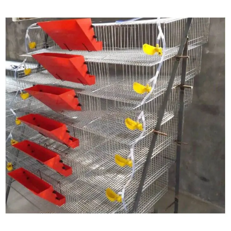 2022ระบบป้อนนกกระทาอัตโนมัติเต็มรูปแบบบนเครื่องป้อนนกกระทาอัตโนมัติบนกรง