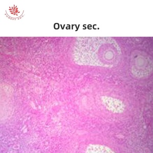 Kính phòng thí nghiệm chuẩn bị kính hiển vi mô học trượt mô động vật điển hình hệ thống nội tiết - Product Image 6