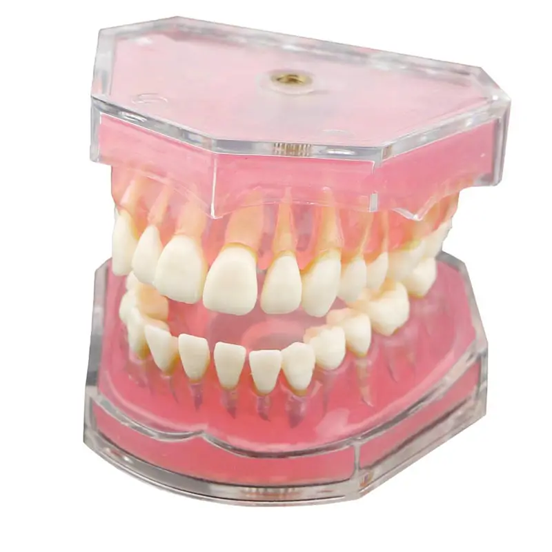Dentes Dental Demonstração Modelo com Todos os Dentes Removíveis