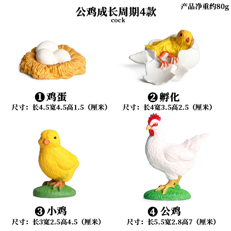 Ensemble de cycle de vie de coq 4 pièces