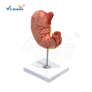 Medical Hospital School Teaching <strong>Explanation</strong> Decoration Human Stomach Anatomical Structure Model 1.5x Large Detachable 2 Parts - Product Image 6