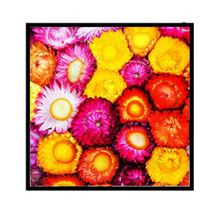 Bestview Differentsize 1:1 Ratio Monitor LCD cuadrado 44,5 Pantalla publicitaria - Product Image 1