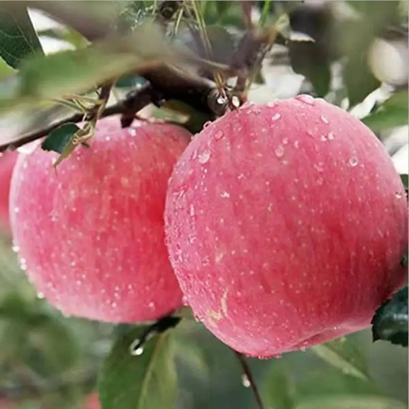 फल उत्पाद आपूर्तिकर्ता चीन से स्वादिष्ट ताजा ईंधन सेब