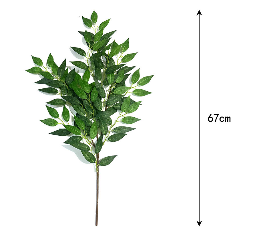 Ruscus italien - B