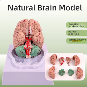 Modello completo di anatomia del cervello per la struttura del tronco cerebrale del cervello del dipartimento di neurologia dell'arteria cerebrale per la formazione medica - Product Image 2