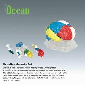 Umani Neuro-Posizione di Modello Anatomico Del Cervello con Funzionale - Product Image 3