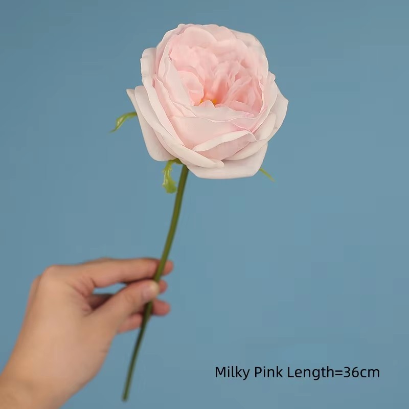 Rose laiteux