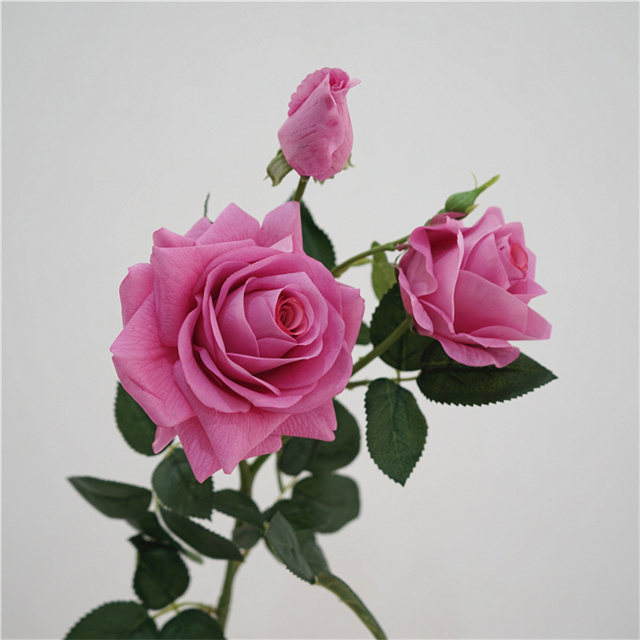 สีม่วง
