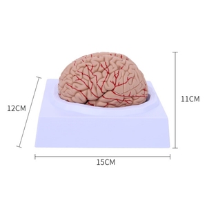 Human Brain Anatomy <strong>Model</strong> Brain Functional Color Region Chromatic <strong>Model</strong> for Medical Science Teaching <strong>Model</strong> - Product Image 4