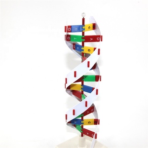 Advanced Plastic DNA Model DNA <strong>Structure</strong> Model - Product Image 6
