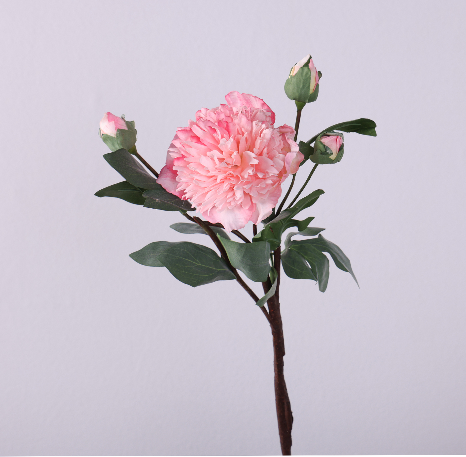 ผงสีขาว