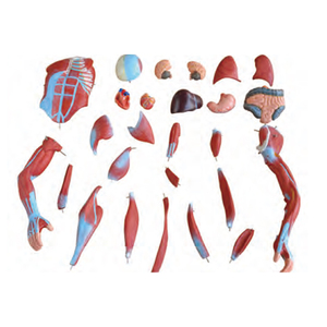 Medical Science Educational Teaching 80CM <strong>Human</strong> Male Muscle Model 27 Parts <strong>Human</strong> Bone Anatomy Model - Product Image 3
