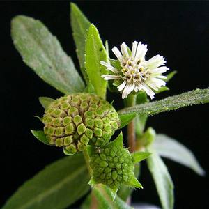 Botanik kaynağı 10:1 doğal eclipta alba/eclipta prostrata ekstresi/eclipta alba özü - Product Image 2