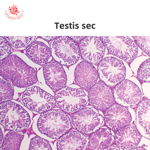 Von Menschen vorbereitete Histologie-Objektträger Hoden und Epidymis & Penis 6-teiliges Set - Product Image 2