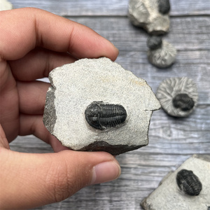 Venta al por mayor de organismos marinos naturales fósiles Marruecos Trilobita fósil para la divulgación de la ciencia - Product Image 3