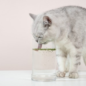 UFBemo-hierba gatera orgánica fresca para gatos, juguetes a granel - Product Image 2
