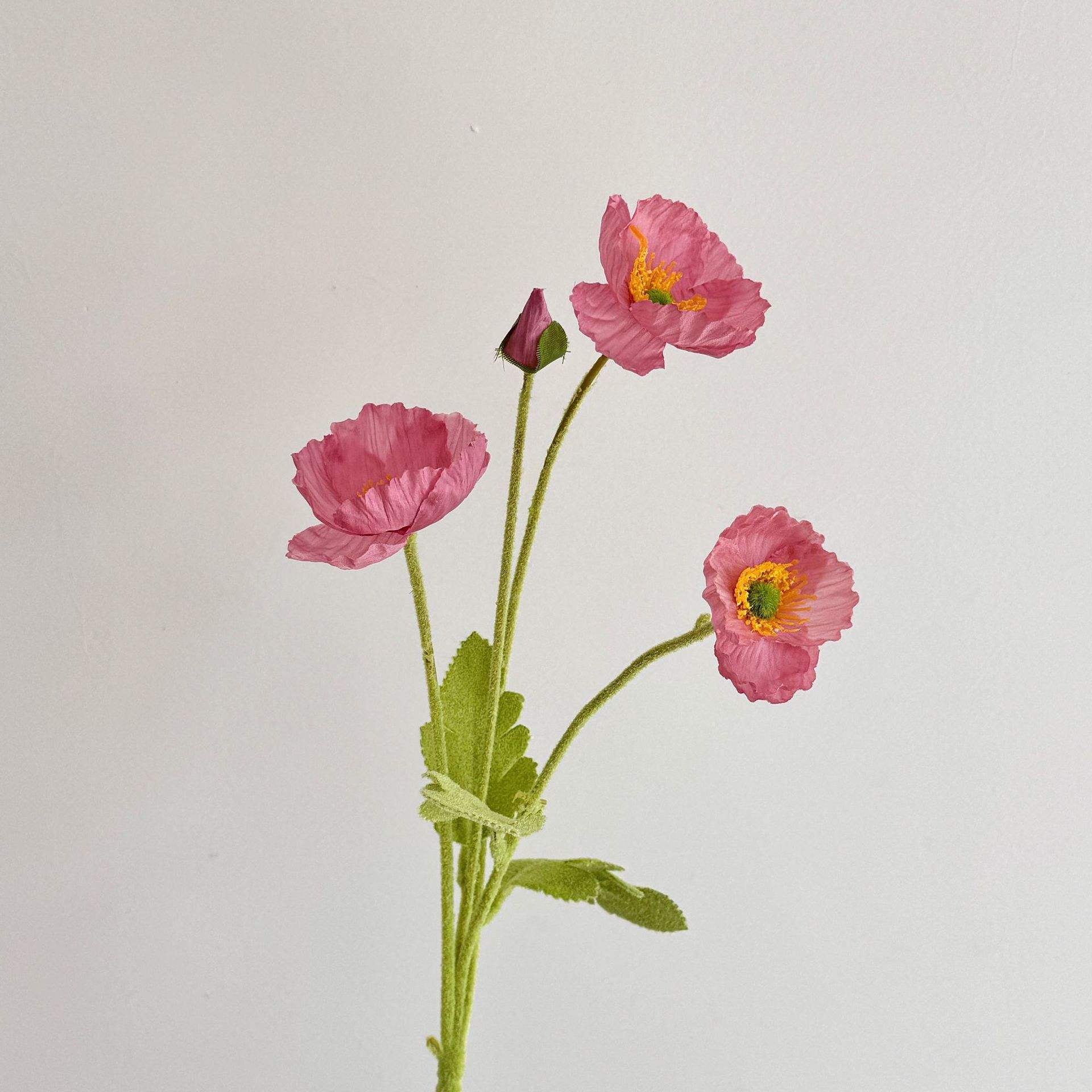 Couleur de la pâte de haricots