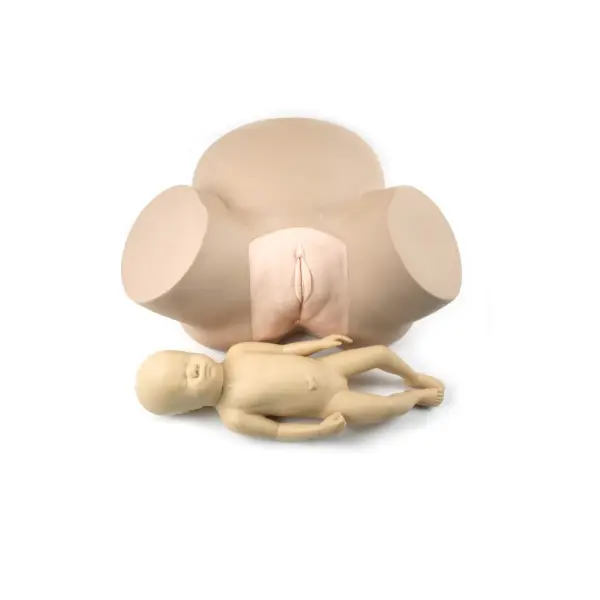 Il parto manichino simulatore, il parto dimostrazione modelli di erogazione