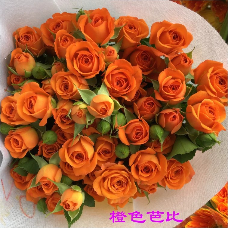 Medium currency-orange barbie 10