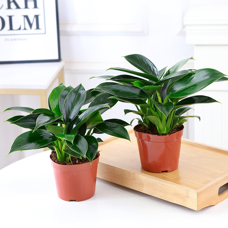 3 golden diamond plants, 25-30cm, 2 pots, original, nutrient