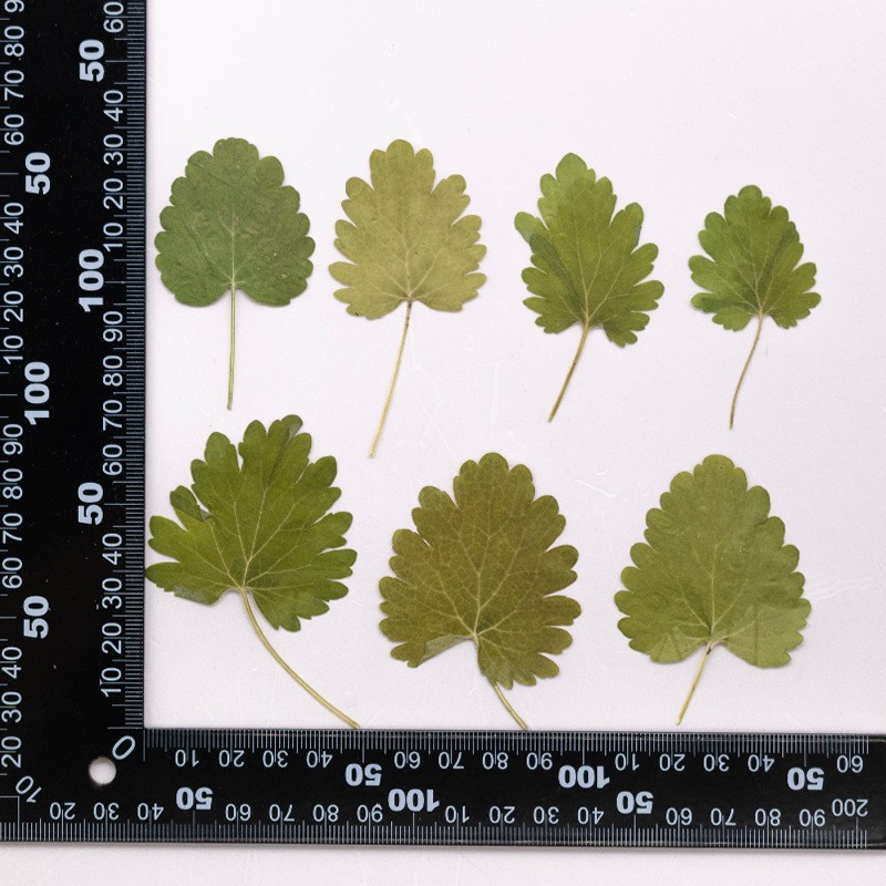 MH715 Xiazhicao Natural green