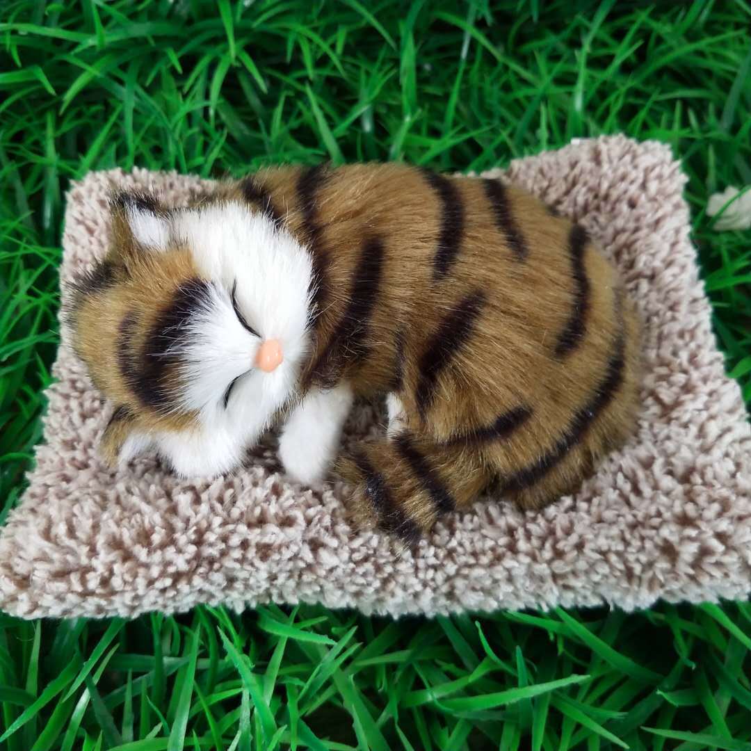 Small tabby cat