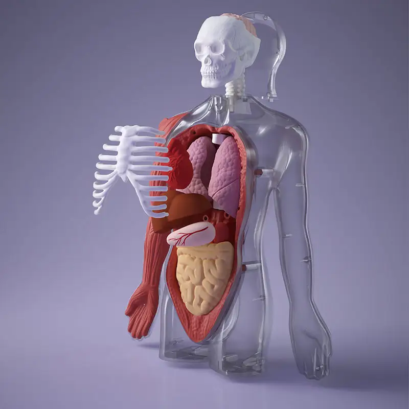 Modelo anatômico do torso dos orgânicos humanos, modelo de montagem do torso incluído, brinquedos educativos