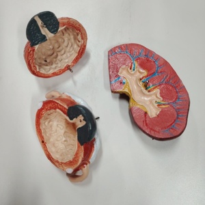 DARHMMY <strong>Human</strong> Anatomical Urinary System Model for Medical Science - Product Image 5