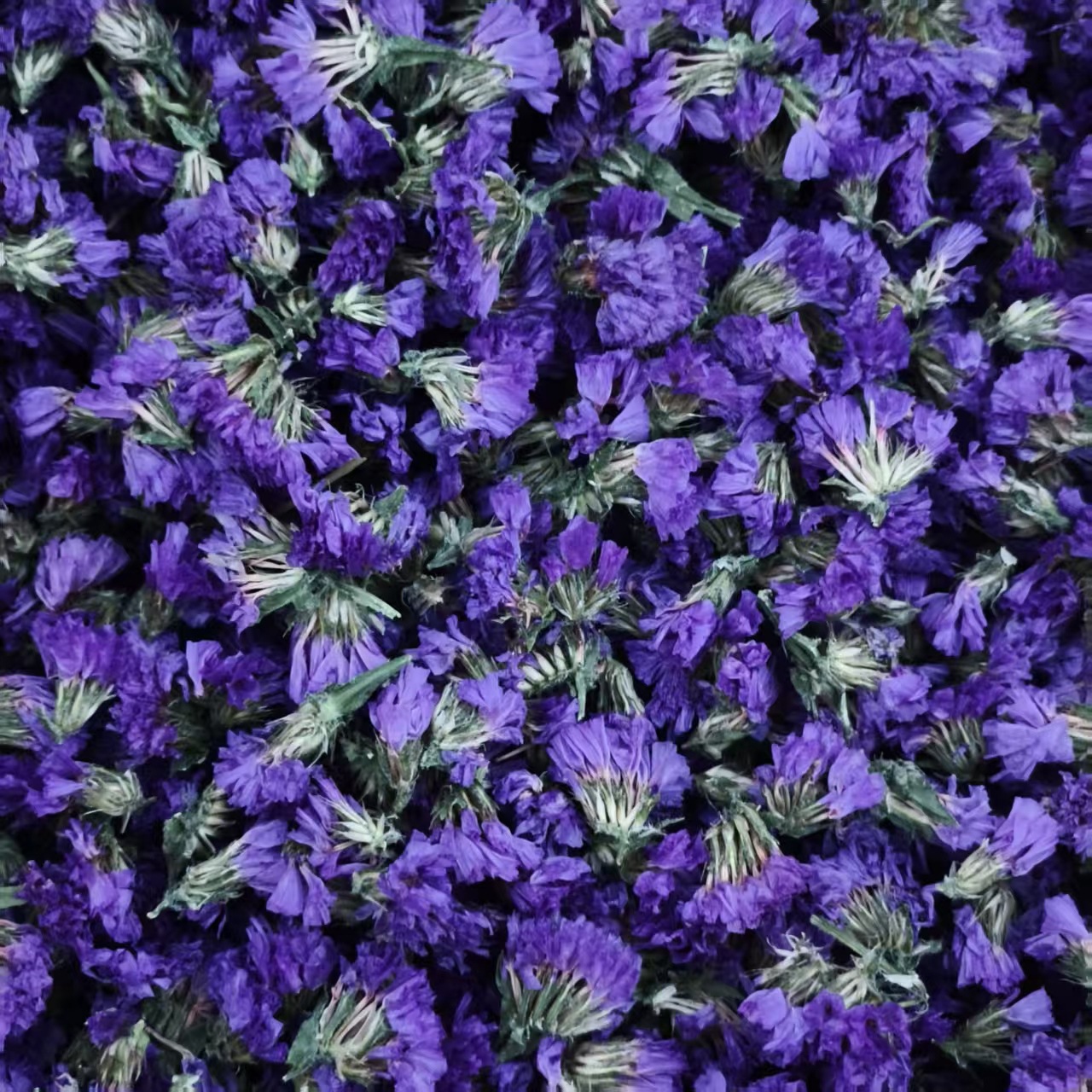 Pétale violet