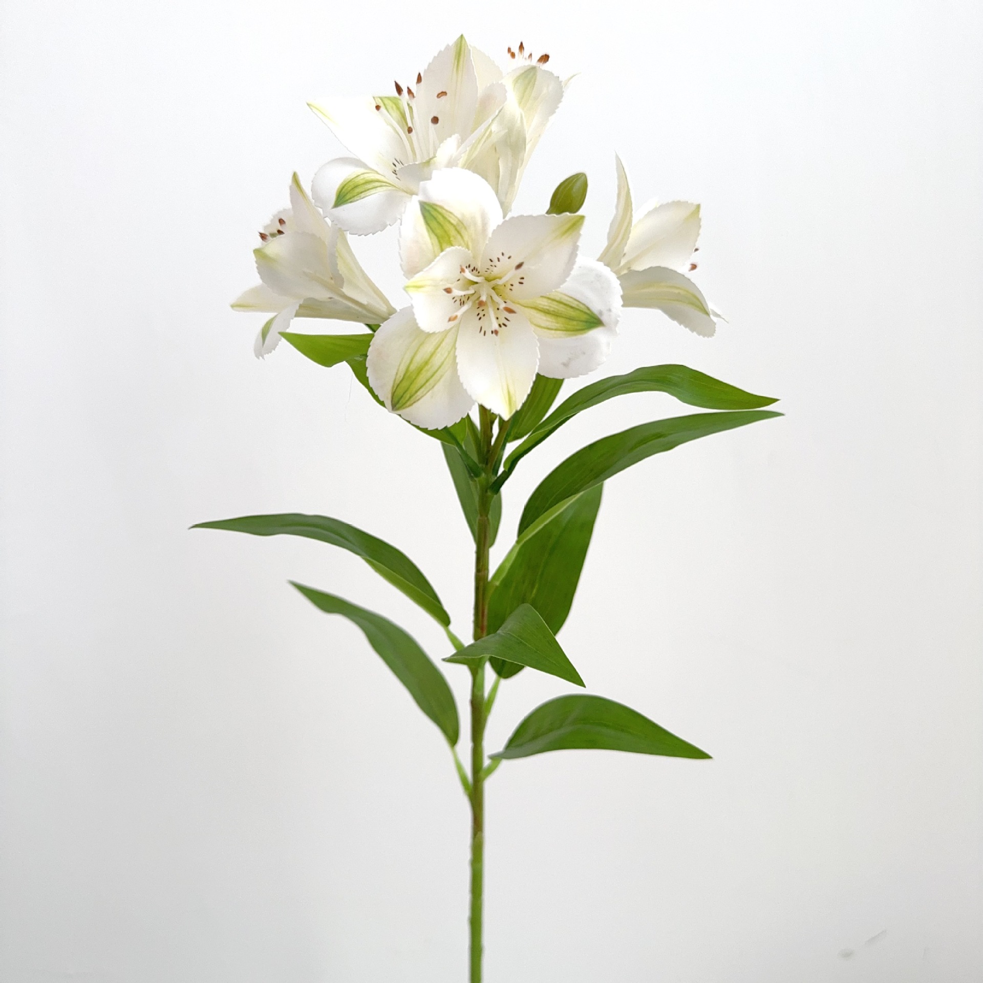 White green