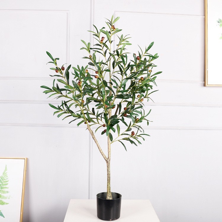 1.2 m olive tree with fruit