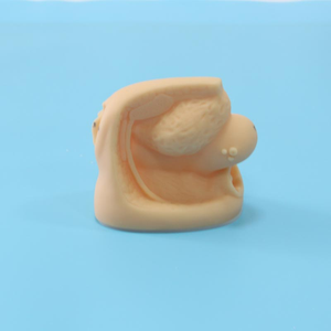 BIX-H6D Female Medical Anatomical 3D Model for Training Genitalis Urethral Catheterization Simulator Medical Science <strong>Human</strong> Model - Product Image 5