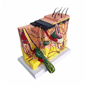 Three-Dimensional Medical Skin Tissue Structure Model <strong>Human</strong> Body Hierarchy Stratified Anatomy Magnification for Medical Science - Product Image 2