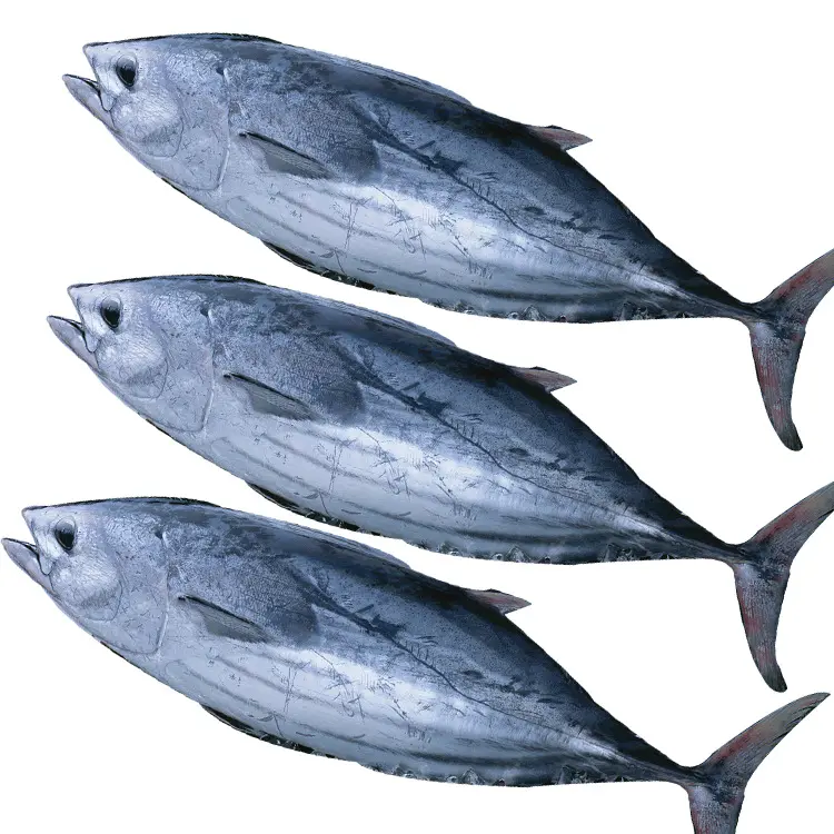 أسماك التونة المجمدة الأصلية الطازجة واللذيذة الأكثر مبيعًا جودة عالية من مصنع المأكولات البحرية المجمدة بسعر الجملة أسماك التونة المجمدة
