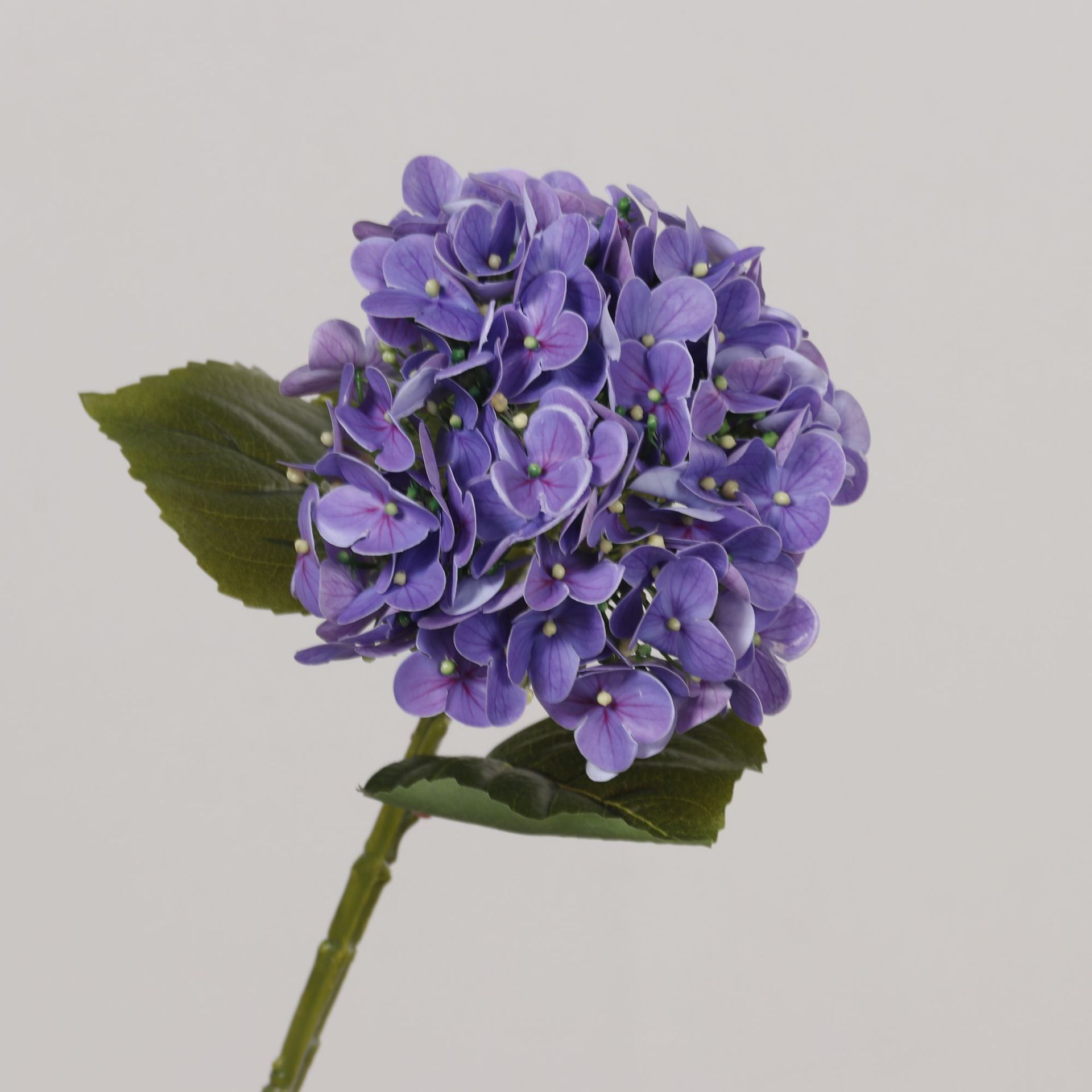 Purple-50cm