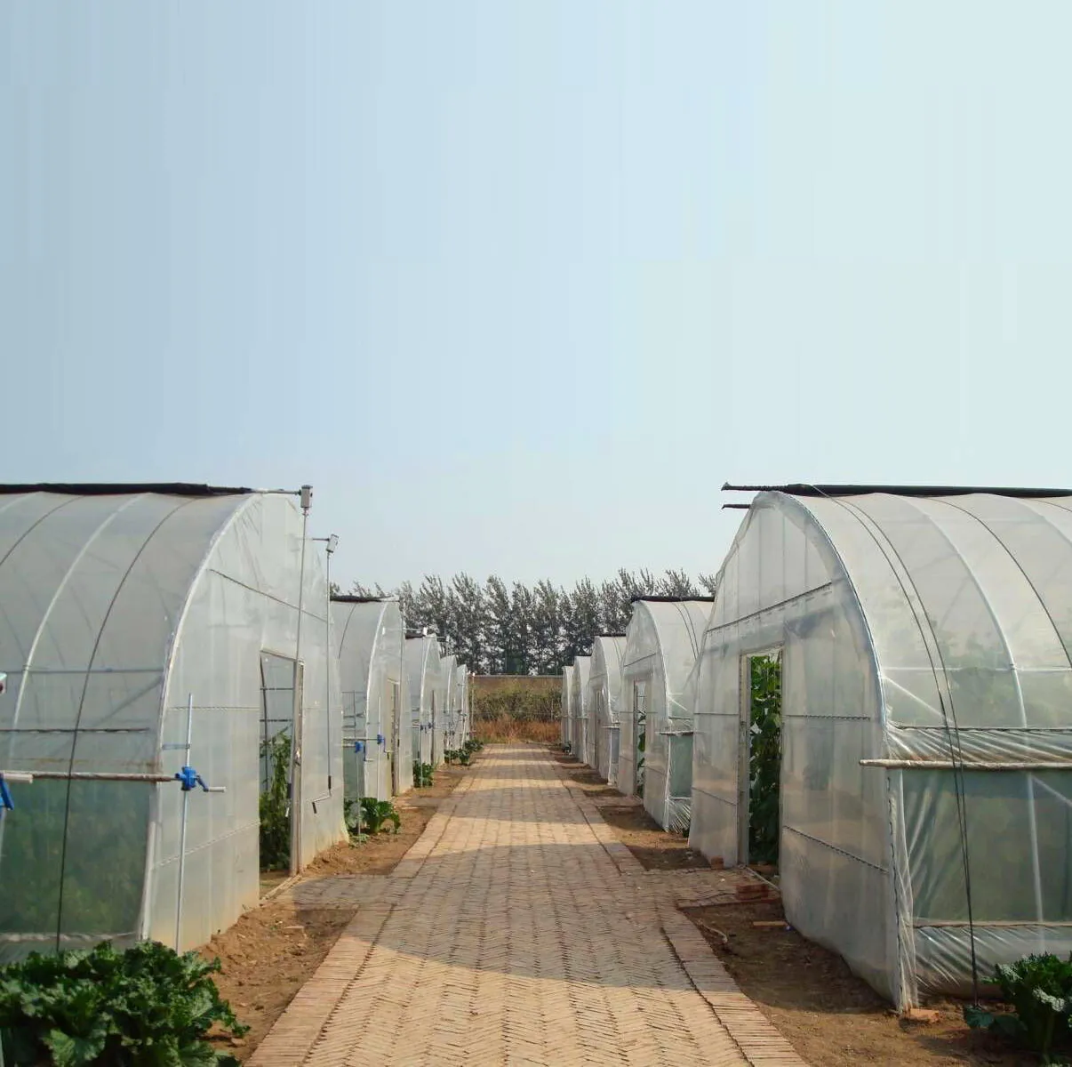 Agricoltura di alta qualità idroponica Tunnel di plastica ferro coltiva tenda giardino serra prezzo singola campata serra